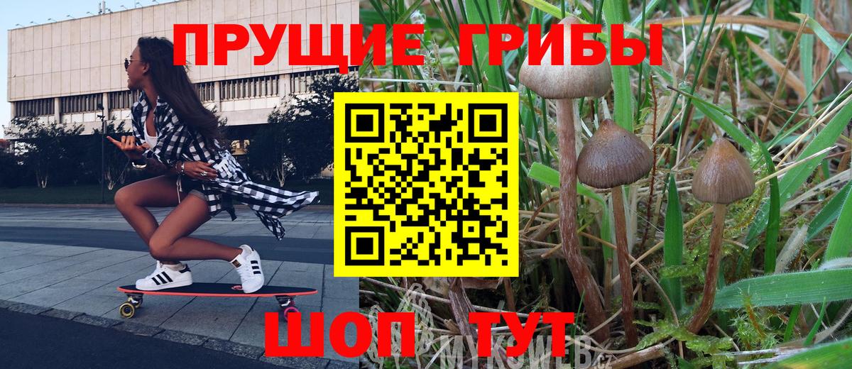 Псилоцибиновые грибы Cubensis Минеральные Воды